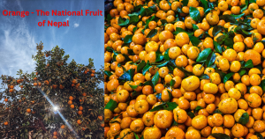 National Fruit of Nepal - Orange